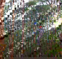 Kinglake Forest Adventures - Lennox Head Accommodation