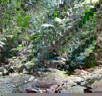 Lyrebird track - Lennox Head Accommodation