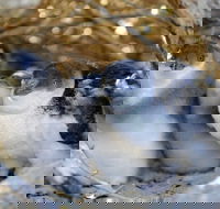 Penguin Island - Lennox Head Accommodation