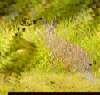 Perseverance - Lennox Head Accommodation