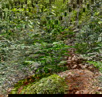 Red Cedar Loop - Lennox Head Accommodation