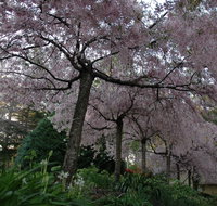 Wildwood Garden