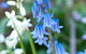 Wildwood Garden - thumb 1