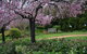 Wildwood Garden - thumb 2