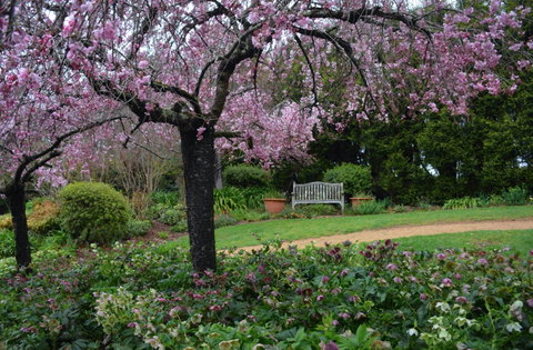 Wildwood Garden - Lennox Head Accommodation 2