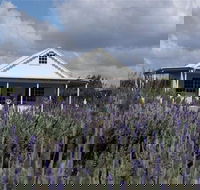 Amandine Lavender - Lennox Head Accommodation