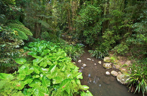 Brindle Creek Picnic Area - Lennox Head Accommodation 0