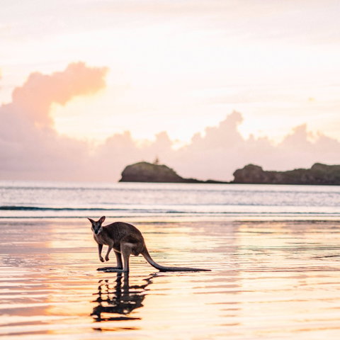 Cape Hillsborough – A Low Tide Fishing Adventure - Lennox Head Accommodation 0