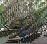 Curtain Fig Tree Yungaburra - Lennox Head Accommodation