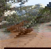 Karlkurla Bushland Park - Lennox Head Accommodation