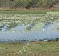 Leaning Tree Lagoon Nature Park - Lennox Head Accommodation