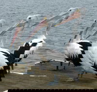 Pelican Feeding - Lennox Head Accommodation