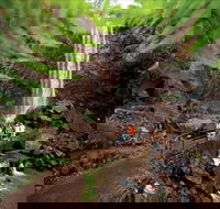 Queen Mary Falls circuit Main Range National Park - Lennox Head Accommodation