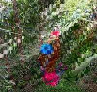 TreeTop Challenge - Sunshine Coast - Lennox Head Accommodation