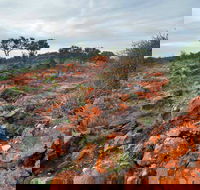 Western Ridge Walk - Lennox Head Accommodation