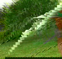 Whitsunday Green Club Golf - Lennox Head Accommodation