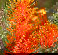 Wongan Hills Wildflowers - Lennox Head Accommodation