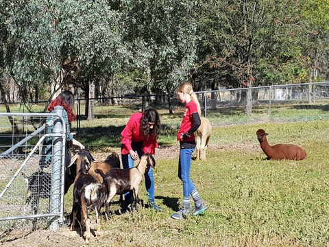 Animal Farm Visit - Lennox Head Accommodation 1
