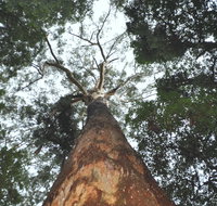 Bird Tree and Benaroon - Lennox Head Accommodation
