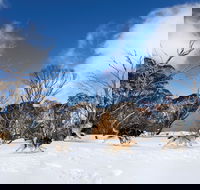 Dinner Plain - Lennox Head Accommodation