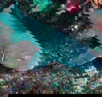 Middle Reef Dive Site - Lennox Head Accommodation