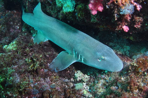 Middle Reef Dive Site - Lennox Head Accommodation 0