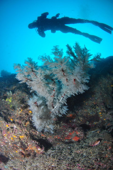 Middle Reef Dive Site - Lennox Head Accommodation 1