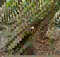 Palm Forest Walking Track - Lennox Head Accommodation