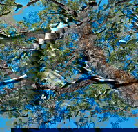 Ridge Walking Track - Lennox Head Accommodation