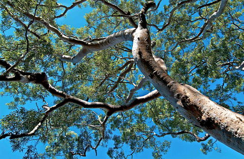 Ridge Walking Track - Lennox Head Accommodation 0