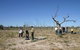 Sturt's Tree Walk - thumb 0