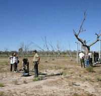 Sturt's tree walk - Lennox Head Accommodation