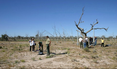 Sturt's Tree Walk - Lennox Head Accommodation 0
