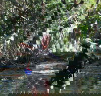 Barra Feeding - Lennox Head Accommodation
