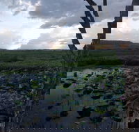 Fogg Dam Conservation Reserve - Lennox Head Accommodation