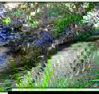 Kin Kin - Lennox Head Accommodation