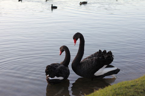 Lake Weeroona - Lennox Head Accommodation 1