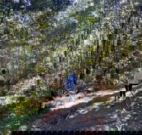 Lyrebird Circuit Walk - Lennox Head Accommodation