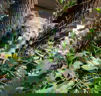 Macadamia Castle - Lennox Head Accommodation