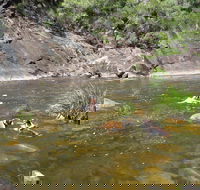 Mount Boss State Forest - Lennox Head Accommodation