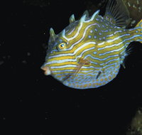 Mushroom Reef Marine Sanctuary - Lennox Head Accommodation