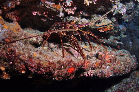 Smith Rock Dive Site - Lennox Head Accommodation 1