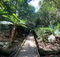 Wirrawilla Rainforest Walk - Lennox Head Accommodation