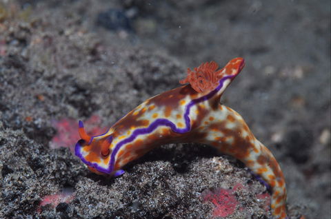 Amity Point Dive Site - Lennox Head Accommodation 1