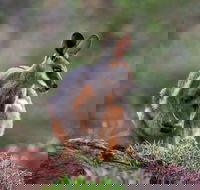 Arkaroola Wilderness Sanctuary - Lennox Head Accommodation