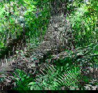 Djiru National Park - Lennox Head Accommodation