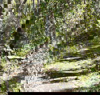 Euglah Rock Walking Track - Lennox Head Accommodation