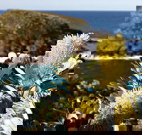 Green Island Walking Track - Lennox Head Accommodation