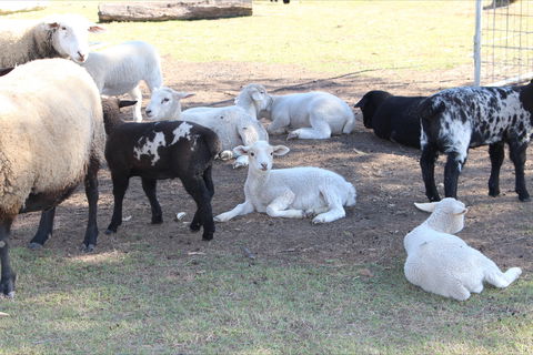 Haigslea EWE Nique Hobby Farm - Lennox Head Accommodation 1