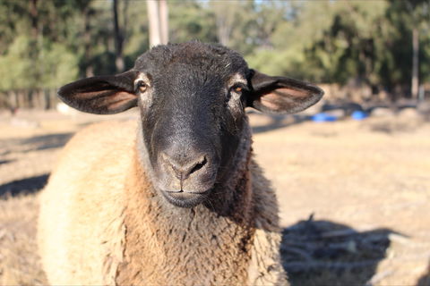 Haigslea EWE Nique Hobby Farm - Lennox Head Accommodation 2